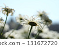 沐浴在陽光下的波斯菊 131672720