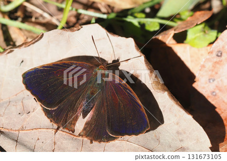 紫燕(男) 紫燕(男) 131673105