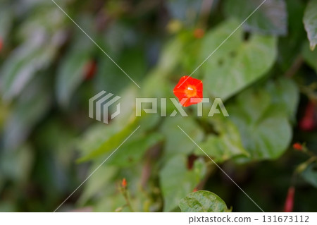 牽牛花花 131673112