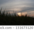 Rice ears and autumn sky at dusk 131673120