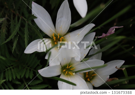 盛開在秋天花園裡的和風白花 盛開在秋天花園裡的和風白花 131673388