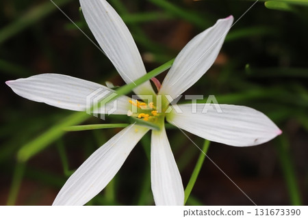 盛開在秋天花園裡的和風白花 盛開在秋天花園裡的和風白花 131673390