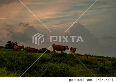 The idyllic scenery of Kusasenri in Aso 131673521