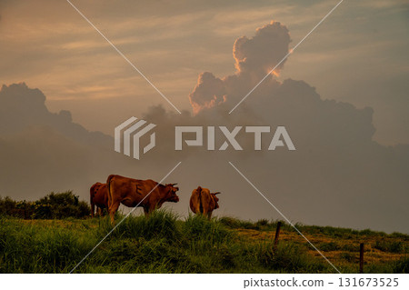 The idyllic scenery of Kusasenri in Aso 131673525