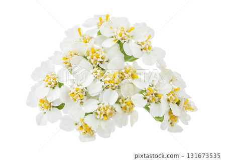 fresh yarrow flowers isolated on white background fresh yarrow flowers isolated on white background 131673535