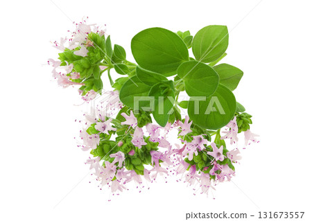 blooming oregano isolated on white background blooming oregano isolated on white background 131673557