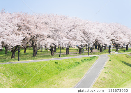 Scenery with rows of cherry blossom trees Scenery with rows of cherry blossom trees 131673960