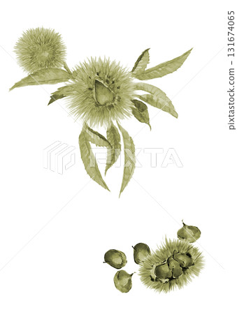 水彩畫栗子瘤和帶葉的栗子，綠色調套裝[手繪]，白色背景，切口，可用複製空間 131674065