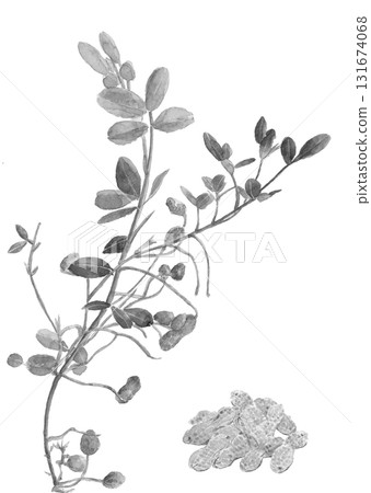 水彩花生單調集插畫素材[手繪]白色背景摳出可用影印空間 131674068