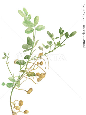 Watercolor peanut frame illustration material [hand-drawn] white background cutout copy space available 131674069
