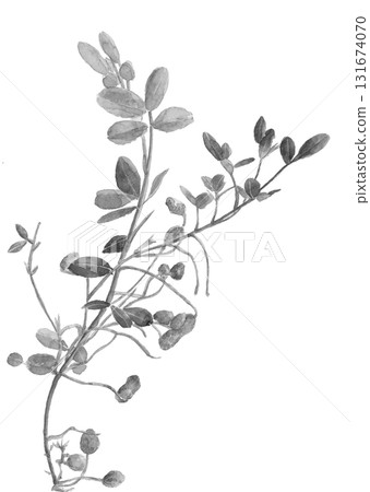 水彩花生單調框架插畫素材[手繪]白色背景摳出可用影印空間 131674070