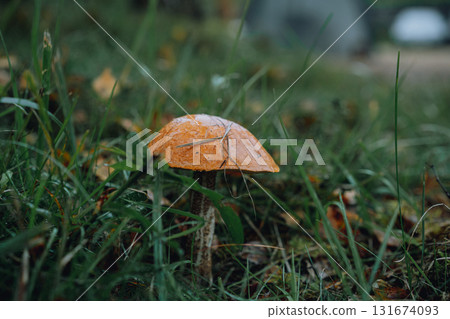 edible mushroom with red cap in the garden 131674093