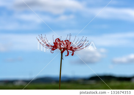 Silhouette of a single cluster amaryllis blooming in an autumn field Silhouette of a single cluster amaryllis blooming in an autumn field 131674353