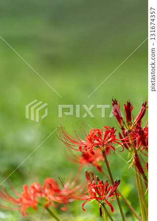 Cluster amaryllis in a field in early autumn Cluster amaryllis in a field in early autumn 131674357