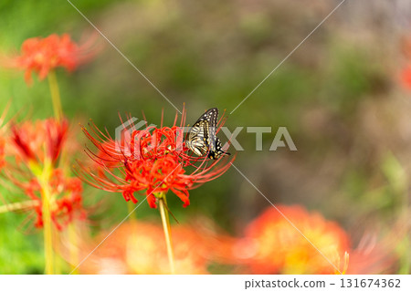 Higanki flower and butterfly Higanki flower and butterfly 131674362