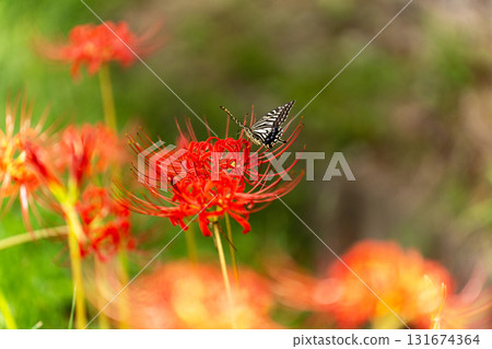 Higanki flower and butterfly 131674364