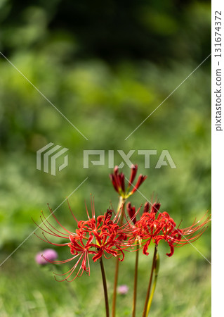 Cluster amaryllis in a field in early autumn Cluster amaryllis in a field in early autumn 131674372
