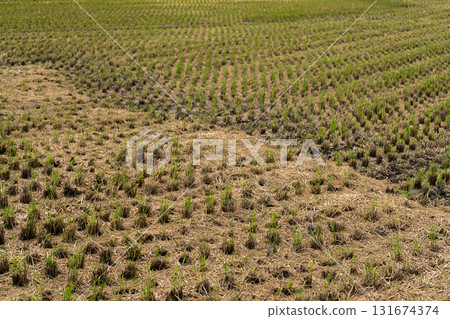 Stump pattern of rice paddy after harvest 131674374