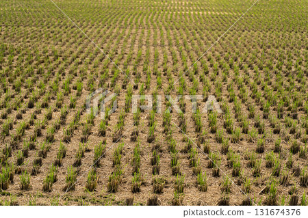 Stump pattern of rice paddy after harvest Stump pattern of rice paddy after harvest 131674376