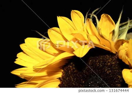 Beautiful abstract sunflower yellow flower starting to finish blooming on a black background Beautiful abstract sunflower yellow flower starting to finish blooming on a black background 131674444
