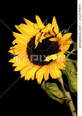 Beautiful abstract sunflower yellow flower starting to finish blooming on a black background 131674445