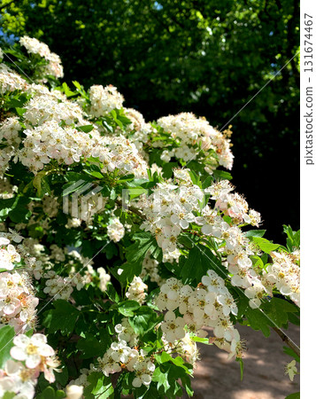 Delicate white flowers grow on lush green branches in a garden, illuminated by sunlight on a pleasant late spring day 131674467