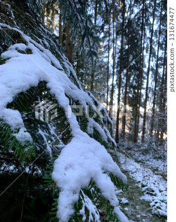 Soft snow blankets pine branches in a quiet forest, highlighting the beauty of nature on a bright winter day 131674477