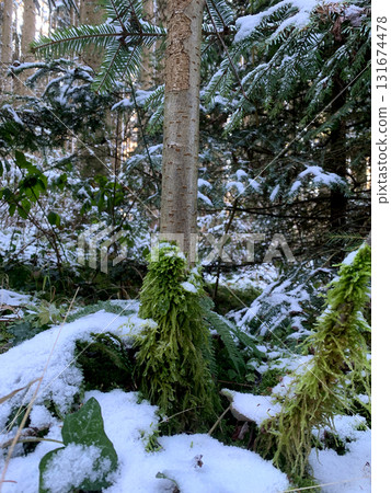 Bright green moss clings to a tree trunk in a snowy forest, surrounded by evergreen trees and a winter wonderland of nature 131674478