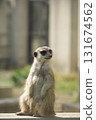 Stand up Meerkat 131674562