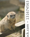 Meerkat basking in the sun 131674563