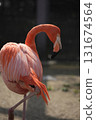 Flamingo  131674564