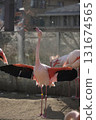 Flamingo spreading wings 131674565