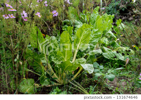 Chard in an ecological garden, protected by cosmos and other plants Chard in an ecological garden, protected by cosmos and other plants 131674646