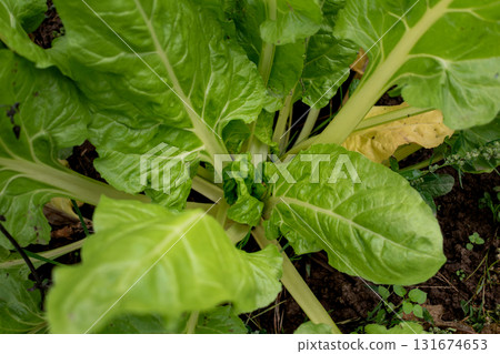 Chard in an ecological garden, protected by cosmos and other plants 131674653