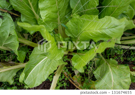 Chard in an ecological garden, protected by cosmos and other plants Chard in an ecological garden, protected by cosmos and other plants 131674655
