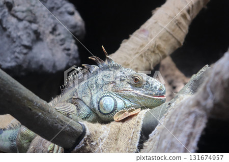 A green iguana relaxing in the sun 131674957