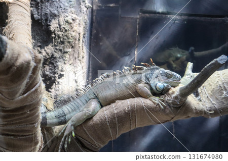 Green iguana dozing on a tree 131674980
