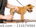 A trimmer woman who trims and cuts a dog pet 131674984