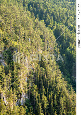 Tall evergreen pine trees densely cover the rocky mountainside, captured in natural daylight 131675066