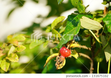 Red rose fruit of Okhotsk 131675102