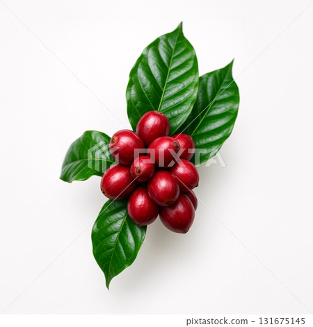 咖啡種子 131675145