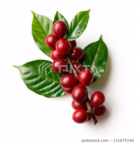Coffee seeds 131675148