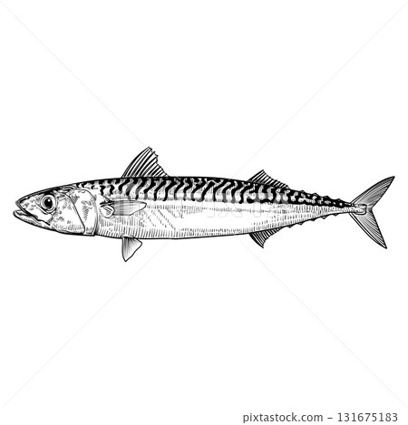 Mackerel vector vintage sketch. 131675183