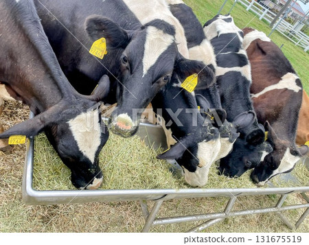 Cattle eating grass Cattle eating grass 131675519