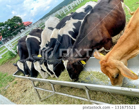 Cows eating grass on the ranch Cows eating grass on the ranch 131675521