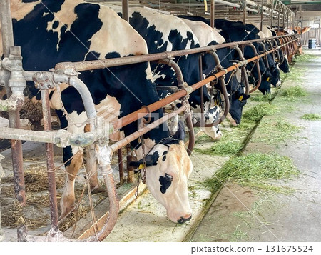 Cows feeding in a cowshed Cows feeding in a cowshed 131675524