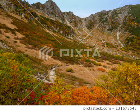 Senjojiki curl of yellow leaves 131675545