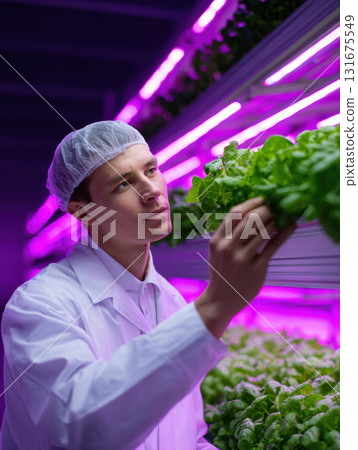 Focused scientist in lab coat inspecting lettuce plant at vertical farm. professional conducts agritech research under purple LED light for sustainable food Focused scientist in lab coat inspecting lettuce plant at vertical farm. professional conducts agritech research under purple LED light for sustainable food 131675549