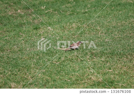 Green grass park scenery with sparrows holding food Green grass park scenery with sparrows holding food 131676108