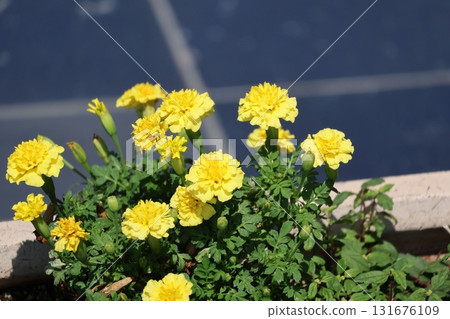 Landscape with a flowerbed of marigolds with green leaves and yellow flowers Landscape with a flowerbed of marigolds with green leaves and yellow flowers 131676109